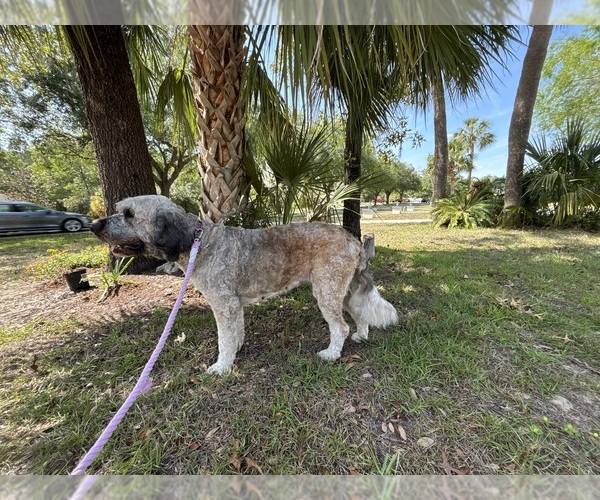 Medium Photo #1 Saint Berdoodle Puppy For Sale in HOMOSASSA, FL, USA