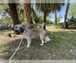 Small Photo #1 Saint Berdoodle Puppy For Sale in HOMOSASSA, FL, USA