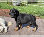 Puppy Twilight Doberman Pinscher