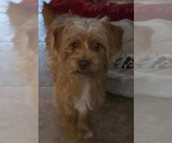 Medium Photo #4 Mutt Puppy For Sale in San Antonio, TX, USA