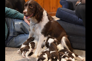 Mother of the English Springer Spaniel puppies born on 12/26/2017