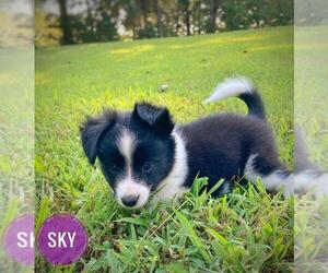 Border Collie-Papillon Mix Puppy for sale in CULPEPER, VA, USA