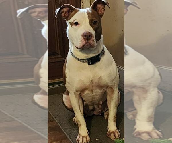 Medium Photo #18 American Pit Bull Terrier-Unknown Mix Puppy For Sale in Oakhurst, NJ, USA