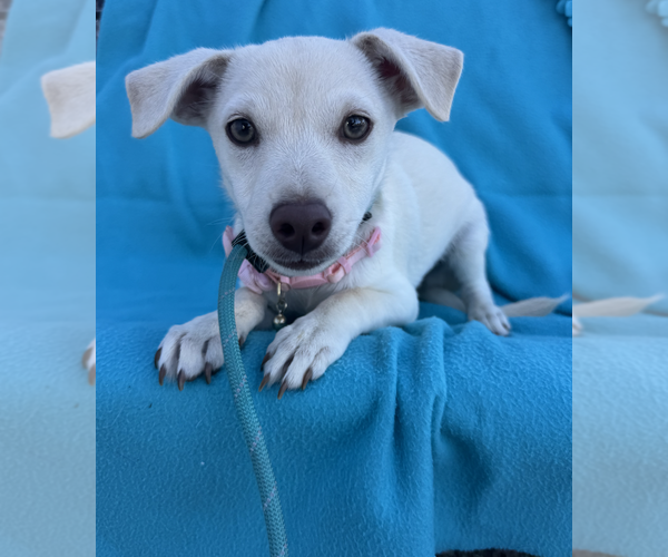 Medium Photo #6 Chihuahua-Unknown Mix Puppy For Sale in Newport Beach, CA, USA