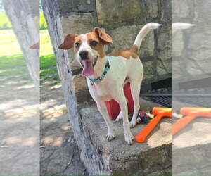Snoopy - Male Fox Terrier (Toy)-Unknown Mix Dog for Adoption - Photo #4