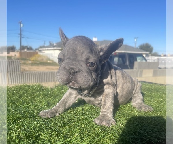 Medium Photo #3 French Bulldog Puppy For Sale in LAS VEGAS, NV, USA