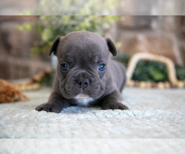 Medium Photo #2 French Bulldog Puppy For Sale in GRABILL, IN, USA