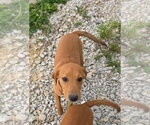 Small #3 Jack Russell Terrier-Mountain Cur Mix