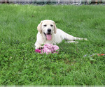 Small #3 Labrador Retriever