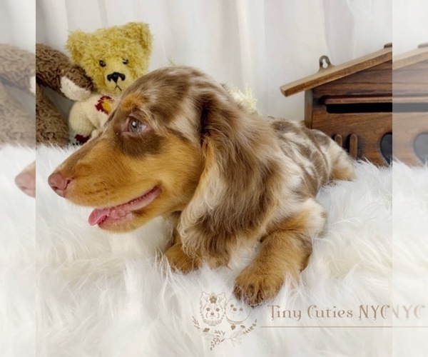 Medium Photo #1 Dachshund Puppy For Sale in ASTORIA, NY, USA