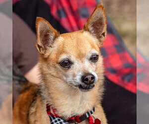 Marley - Male Chihuahua-Unknown Mix Dog for Adoption - Photo #13