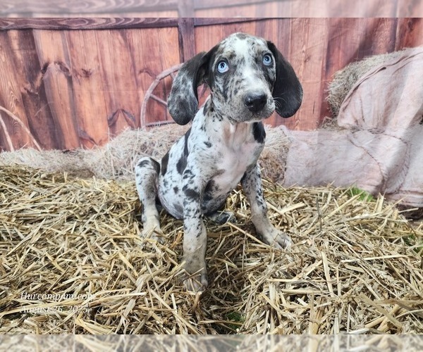 Medium Photo #5 Catahoula Leopard Dog Puppy For Sale in CUMBY, TX, USA
