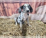 Small #4 Catahoula Leopard Dog