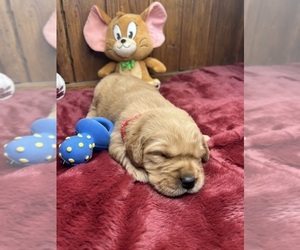 Golden Retriever Puppy for sale in NEOLA, WV, USA