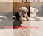 Small Photo #26 English Shepherd Puppy For Sale in NEW CASTLE, IN, USA
