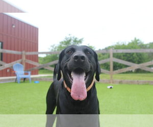 Coonhound-Labrador Retriever Mix Dogs for adoption in Chestertown, MD, USA