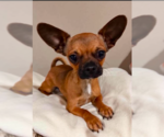 Small Chihuahua Mix
