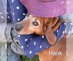 Small #2 Redbone Coonhound Mix