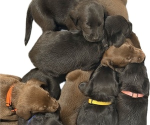 Labrador Retriever Litter for sale in WHITNEY, TX, USA
