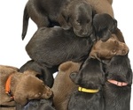 Image preview for Ad Listing. Nickname: Litter of 9