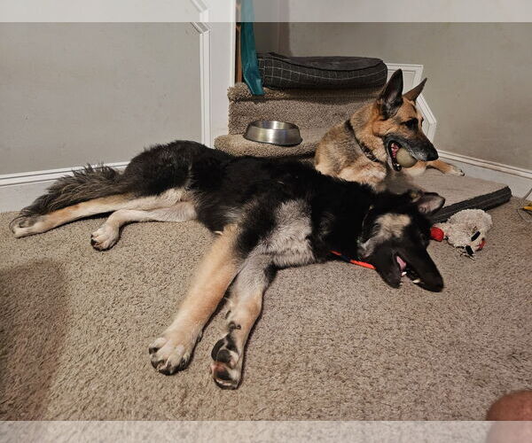 Medium Photo #3 German Shepherd Dog Puppy For Sale in New Hill, NC, USA