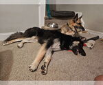 Small #2 German Shepherd Dog