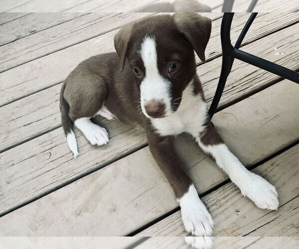 Medium Photo #2 Australian Shepherd-Unknown Mix Puppy For Sale in Boston, MA, USA