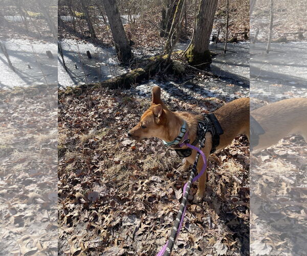 Medium Photo #8 Rat Terrier-Unknown Mix Puppy For Sale in Oakhurst, NJ, USA