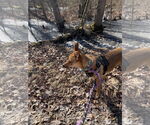 Small #7 Rat Terrier Mix