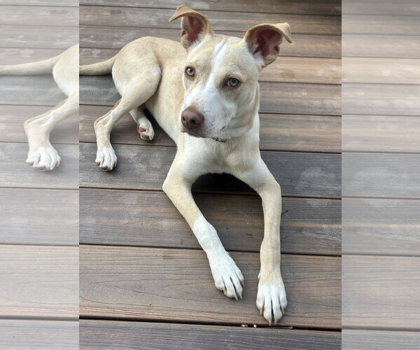 Medium Photo #7 Carolina Dog-Unknown Mix Puppy For Sale in Hillsboro, MO, USA