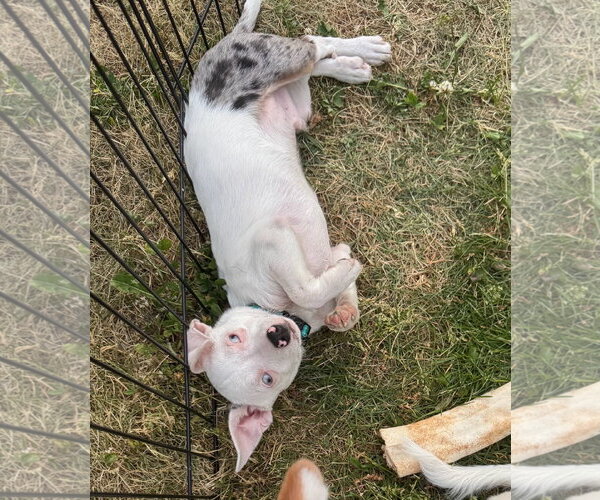 Medium Photo #1 Chiweenie Puppy For Sale in Mukwonago, WI, USA
