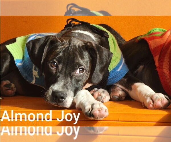 Medium Photo #2 Boston Terrier-Unknown Mix Puppy For Sale in Topeka, KS, USA