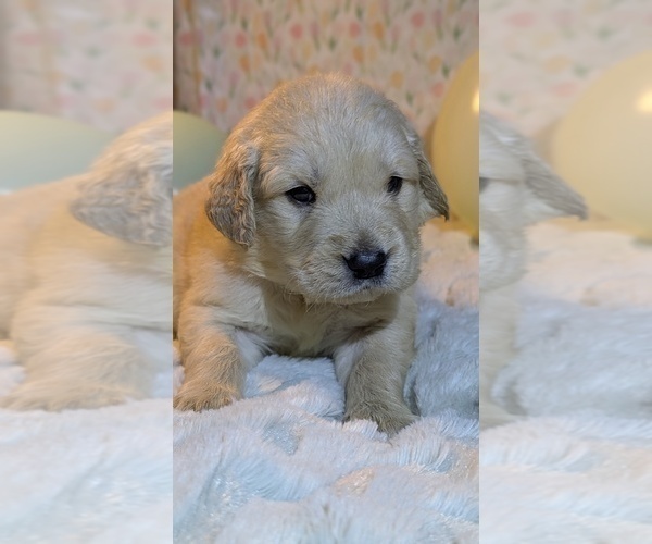 Medium Photo #31 Golden Retriever Puppy For Sale in MODESTO, CA, USA