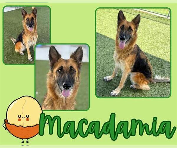 Medium Photo #2 German Shepherd Dog Puppy For Sale in Pearland, TX, USA