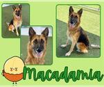 Small #1 German Shepherd Dog