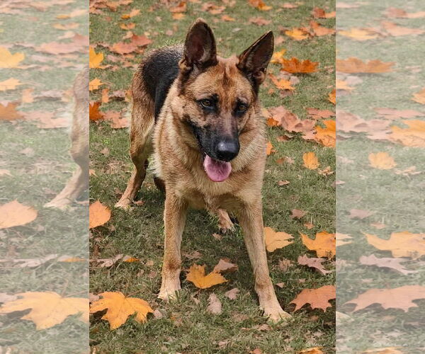 Medium Photo #7 German Shepherd Dog Puppy For Sale in Talladega, AL, USA