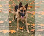 Small #6 German Shepherd Dog