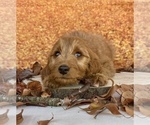 Small #4 Goldendoodle