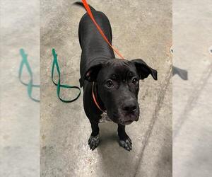 Medium Labrador Retriever Mix
