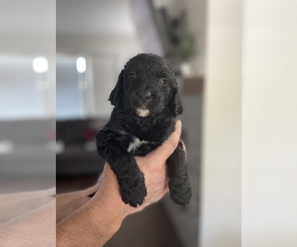 Medium Photo #41 English Springer Spaniel-Labradoodle Mix Puppy For Sale in THE DALLES, OR, USA