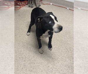 Mutt Dogs for adoption in Bakersfield, CA, USA