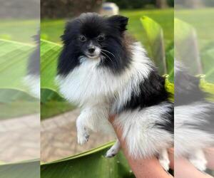 Pomeranian Puppy for sale in DIX HILLS, NY, USA