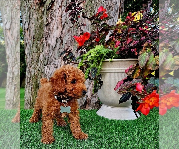 Medium Photo #4 Poodle (Miniature)-Poodle (Toy) Mix Puppy For Sale in INDIANAPOLIS, IN, USA
