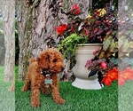 Small #3 Poodle (Miniature)-Poodle (Toy) Mix