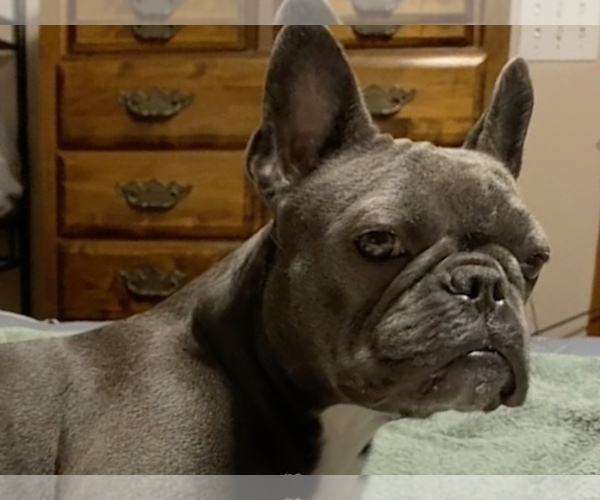 Medium Photo #1 French Bulldog Puppy For Sale in FORESTVILLE, CA, USA