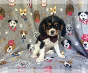 Cavalier King Charles Spaniel Puppy for sale in LAKELAND, FL, USA