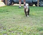 Small #7 Olde English Bulldogge