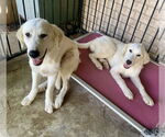 Small #3 Great Pyrenees-Retriever  Mix