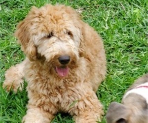 Mother of the American Staffordshire Terrier-Goldendoodle Mix puppies born on 02/05/2023