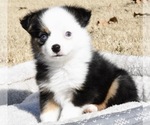 Small Photo #1 Miniature Australian Shepherd Puppy For Sale in CHICKASHA, OK, USA